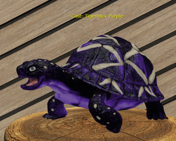 Female Breedable Turtle Foxtrot Tigerback Purple Large