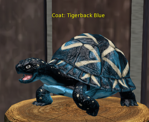 Female Breedable Turtle Foxtrot Tigerback Blue Large