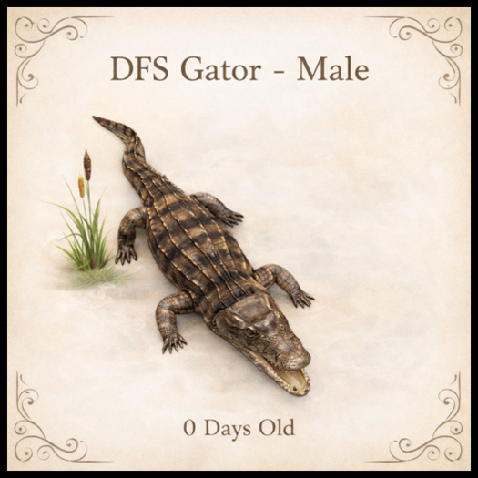DFS Gator - Male - ACTUAL ITEM