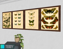 [TT] Entomology Wall Art