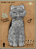 KittyCatS Box - T8 +1 - Endless Love - I LOVE YOU! - MEGAPUSS - Confetti lineage - ♂ Male.