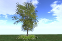 Jad Garden - Spring & Summer Birch tree with flowers
