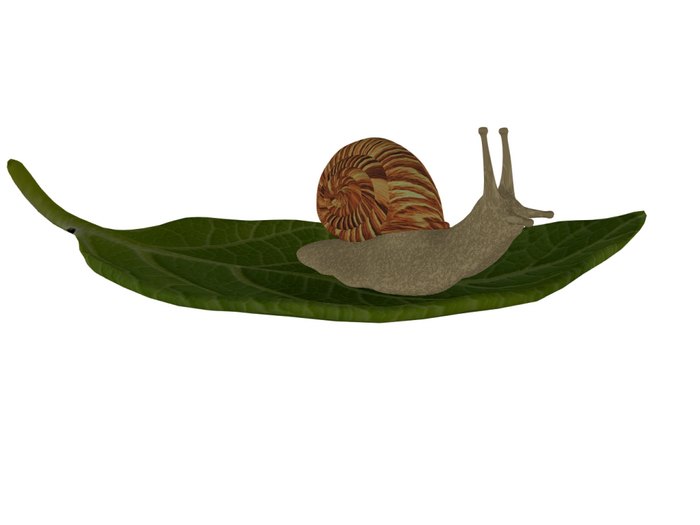 Snail on a shell