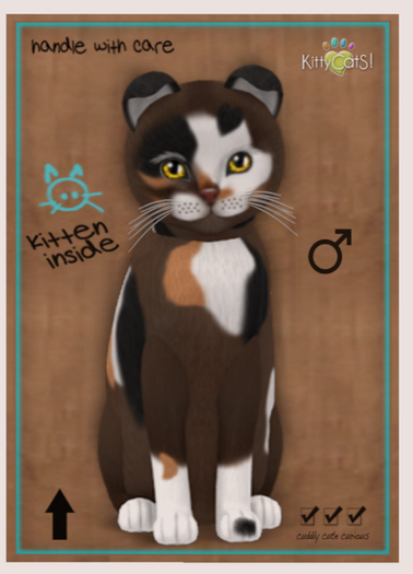 KittyCatS Box - New Born Kitten