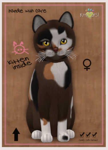 KittyCatS Box - New Born Kitten