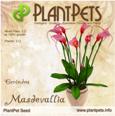 PlantPet Seed [Masdevallia *Cerindra*] RARE - Release Day 10.8.2025