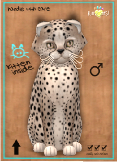 KittyCatS Box - Cheetah! - Washed Blue Mink - Petite