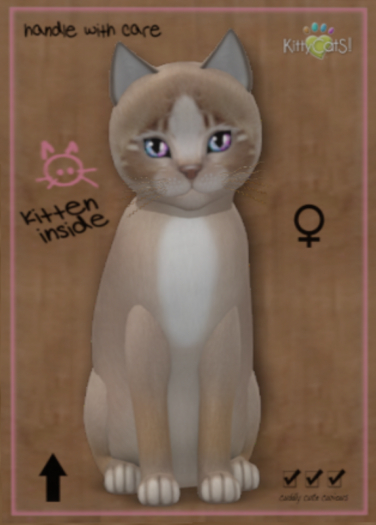 KittyCatS Box - 2xDOS DiaDevilS! - Fiesta Child  - ♀ Female 
