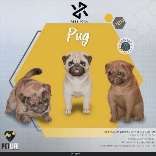 [Rezz Room] Box Pug 