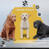 [Rezz Room] Box Labrador Retriever  