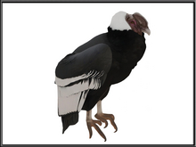 [Feliz] Andean condor - Mesh - Full Perm