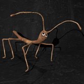 Cica's stick bug 2