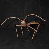 Cica's stick bug 1