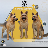 [Rezz Room] Box German Shepherd