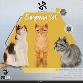 [Rezz Room] Box European Cat PETLIFE animesh