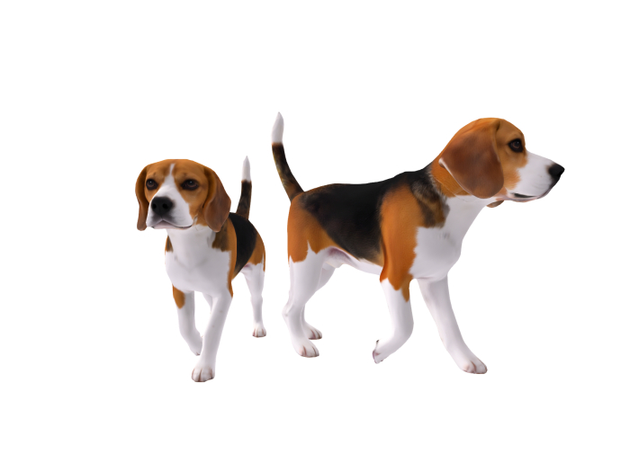 Strolling Beagle Dog FULL PERM