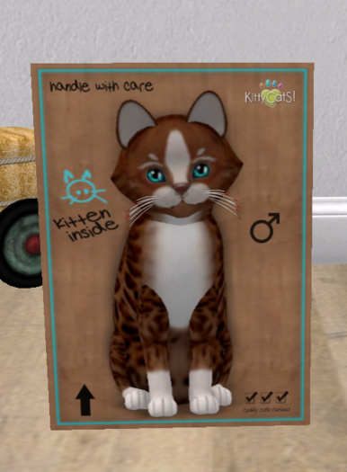 KittyCatS Box - New Born Kitten