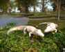Second Life Marketplace - DFS Gator Male & Female PAIR - Mother's Day ...