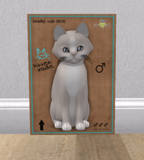 KittyCatS Box - New Born Kitten