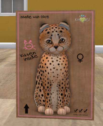 KittyCatS Box - New Born Kitten