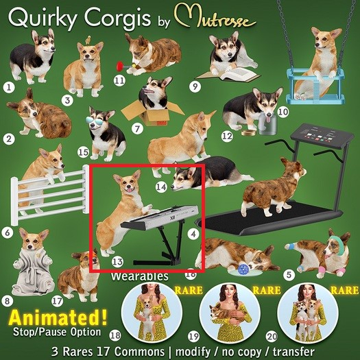 13-Mutresse-Quirky Corgis