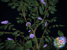 Alien Camelia OvertheMoon PBR 1li
