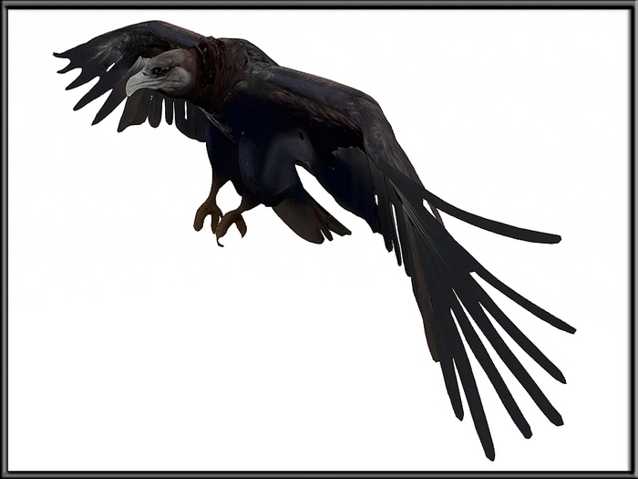 Fying vulture