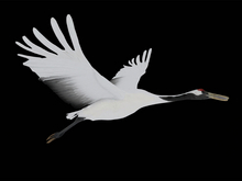 Flying Red crowned crane