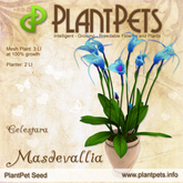 PlantPet Seed [Masdevallia *Celestara*] SEASONAL