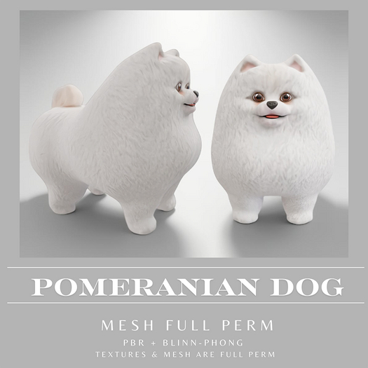 Pomeranian dog