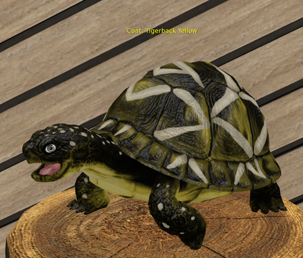 Female Breedable Turtle Foxtrot Tigerback Yellow Standard