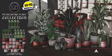 [QE Home] My Valentine Plant Collection Set III
