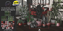[QE Home] My Valentine Plant Collection Set II