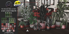 [QE Home] My Valentine Plant Collection Set I
