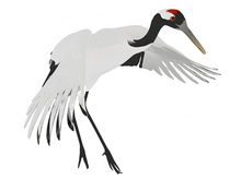 Red crowned crane