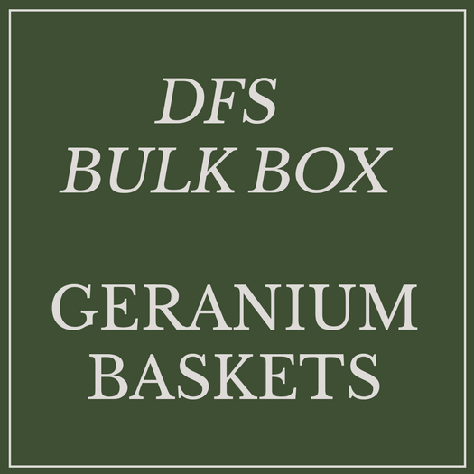 DFS Geranium Baskert x32