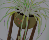 POTTED: Breedable FESTIVAL LIME Beautiful Spider Plant Seed
