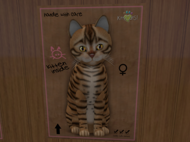 KittyCatS Box - New Born Kitten