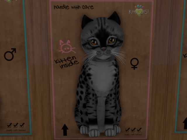 KittyCatS Box - New Born Kitten