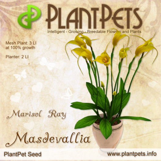 PlantPet Seed [Masdevallia *Marisol Ray*] RARE