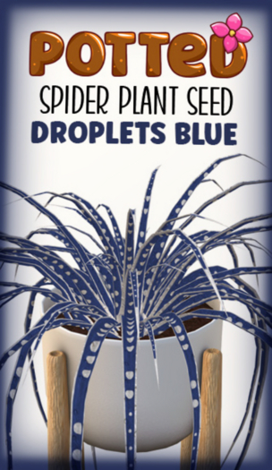 Potted: Spider Seed: Droplets Blue