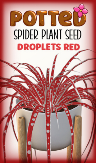 Potted: Spider Seed: Droplets Red