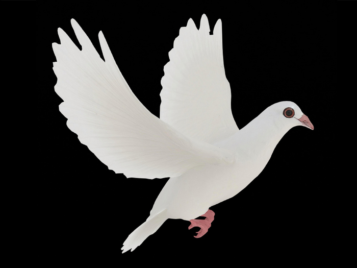 WHITE DOVE