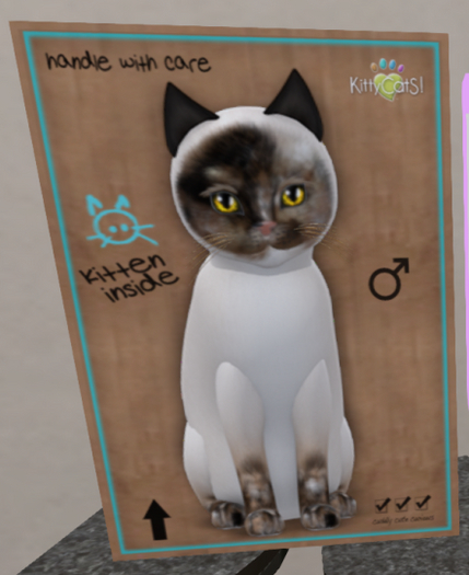 KittyCatS Box - New Born Kitten