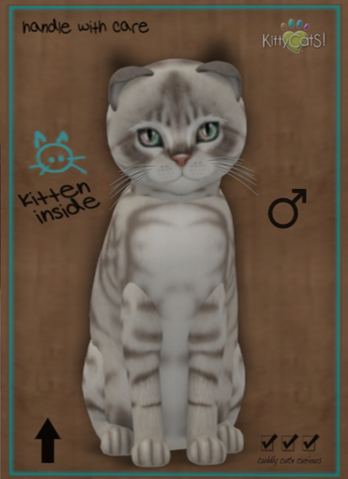 KittyCatS Box - New Born Kitten