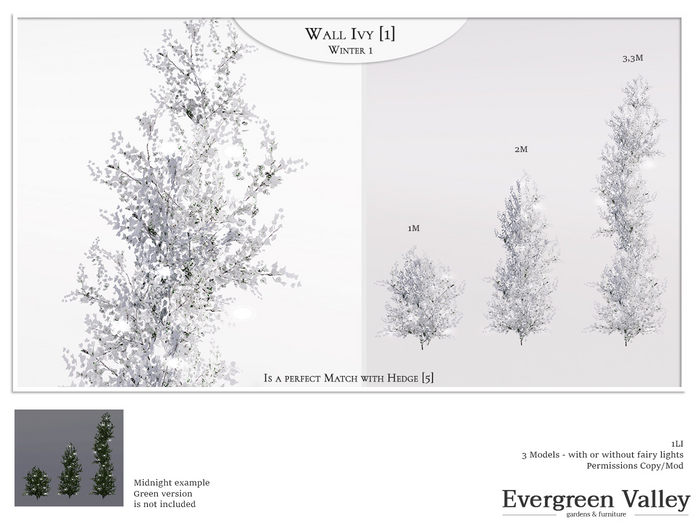 Wall Ivy [1] Winter 1