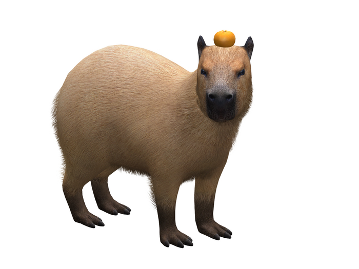 3. Mutresse-Chill Capybaras