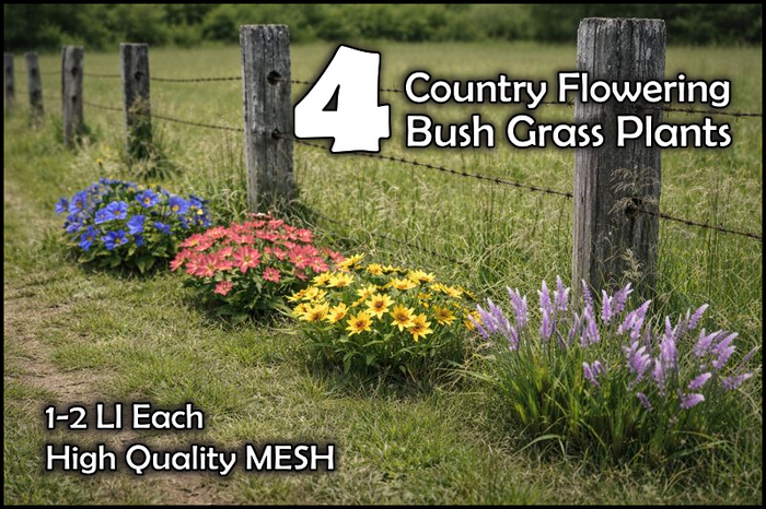 4 Flowering Grass Plants
