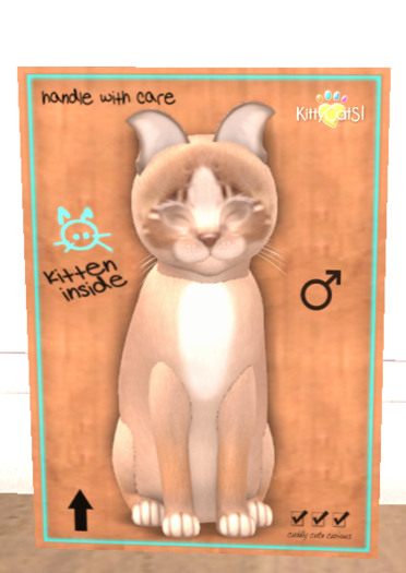 KittyCatS Box - New Born Kitten