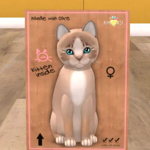 KittyCatS Box - New Born Kitten